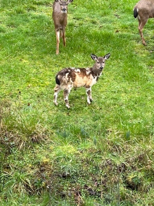 A rare piebald deer with a mottled coat