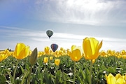 The Wooden Shoe Tulip Farm welcomes sunshine and warmth for the 2023 Tulip Festival.