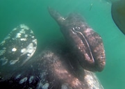 A gray whale pushes her calf to the surface in San Ignacio Lagoon. In 2019 and 2020, researchers noticed a big drop-off in mother-calf pairs in Baja lagoons — a pattern seen when there was a significant die-off of gray whales 20 years ago. (Carolyn Cole/Los Angeles Times/TNS) TNS