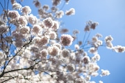 Cherry Blossoms in bloom at Pittock Mansion on a sunny spring day in Portland, Oregon on Thursday, April 7, 2022. 