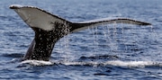 A humpback whale dives off the coast of Massachusetts. (AP Photo/Charles Krupa, file)