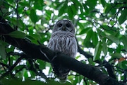 A barred owl at SW Ash and Naito Parkway, downtown Portland, Wednesday, Nov. 16, 2023. 