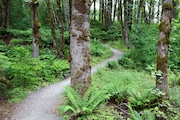 Hiking and mountain biking trails run through the forest at Newell Creek Canyon Nature Park, a new outdoor recreation area managed by Metro in Oregon City. 