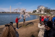 The Washington Monument and Jefferson Memorial are visible as visitors photograph a cherry tree affectionally nicknamed 'Stumpy' as cherry trees enter peak bloom this week in Washington, Tuesday, March 19, 2024. Many of the cherry trees are experiencing their last peak bloom before being removed for a renovation project that will rebuild seawalls around Tidal Basin and West Potomac Park. (AP Photo/Andrew Harnik)