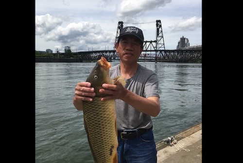 A man wearing a baseball cap, gray t-shirt and jeans holds a large fish. He is standing on a dock next to the Willamette River and looks pleased.