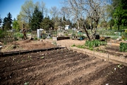 Scenes from the Lents Community Garden in Southeast Portland, April 21, 2021. Beth Nakamura/Staff