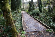 One of several boardwalks leads through the forest along Big Creek, part of the Ocean to Bay Trail in Newport.