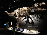 OMSI’s Tyrannosaurs exhibit features the T.Rex and several of his family members and will be on display until Sept. 8, 2024.