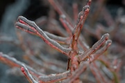 The Portland-area January snowstorm came to an end Wednesday morning, Jan. 17, 2024, with a layer of ice across the metro. Pictured is a blueberry bush covered in ice.
