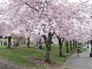 Cherry blossoms are seen at the Japanese American Historical Plaza in Portland's Tom McCall Waterfront Park, located where the Portland Japantown once stood.