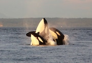 Two pods of transient orcas socialize and leap out of the water as they meet up at sunset. Whale watching in the Salish Sea with Maya's Legacy, a tour company based out of Friday Harbor on San Juan Island.