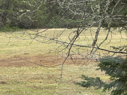 wide photo of a field with a line of trees along the farthest edge and a barely visible brown animal on all fours walking along the tree line