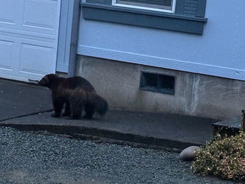 A dark brown furry wolverine stands in front of a garage door of a house