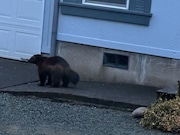 This photo of a wolverine in front of a house was taken in Nehalem by Sharon Williams (and shared by the Oregon Department of Fish & Wildlife) earlier this month.