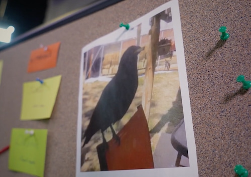 photo of a crow with a cigarette in its mouth perched on the back of a patio chair is pinned to a cork pinboard