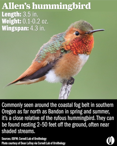 Oregon hummingbirds